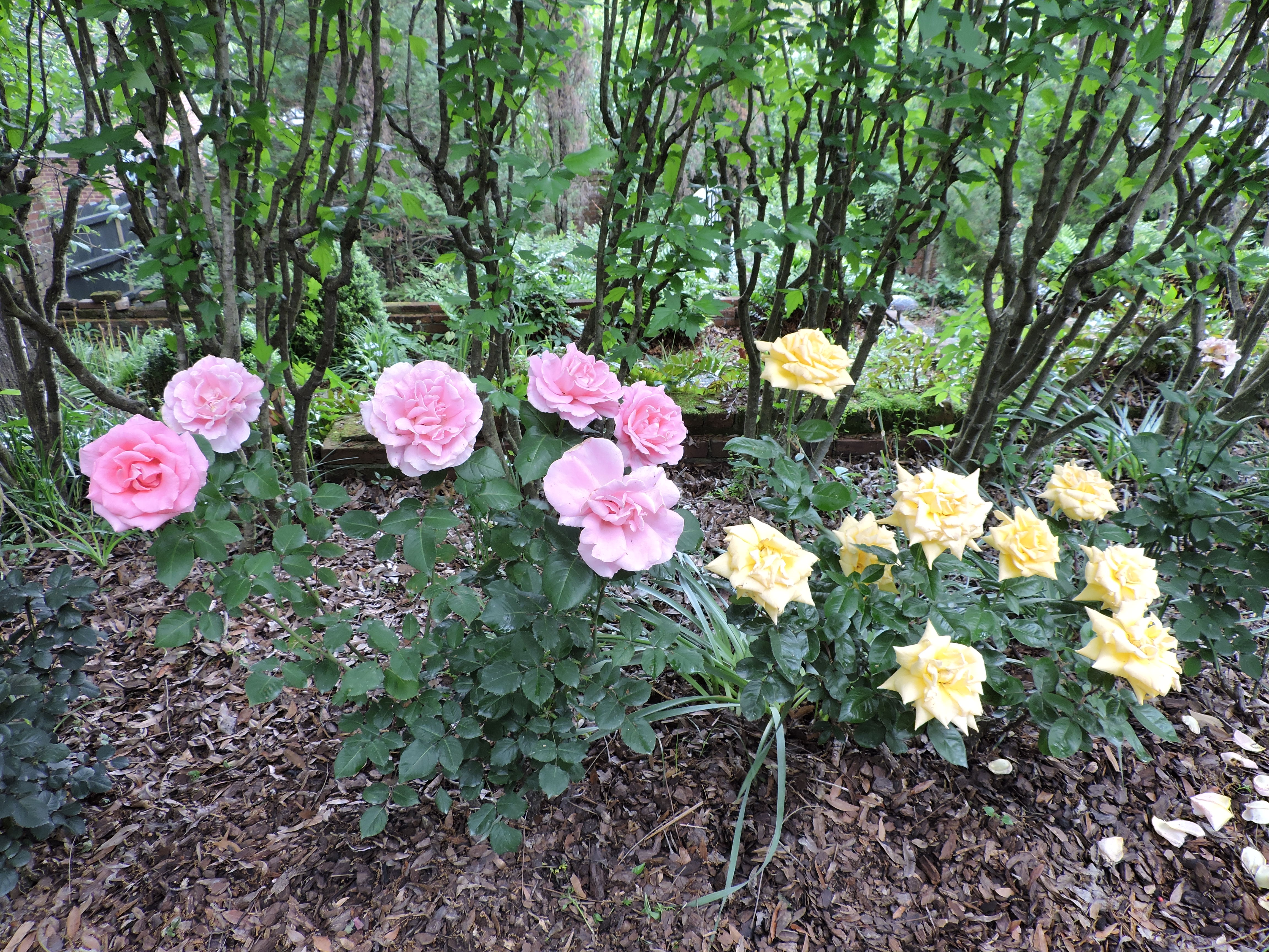 heirloom rose garden at the Burgwin-Wright House