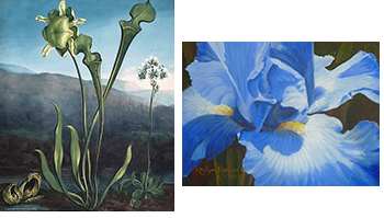 American Bog Plants and Blue Iris